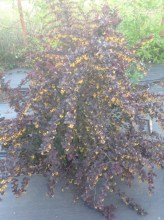 image (6)5